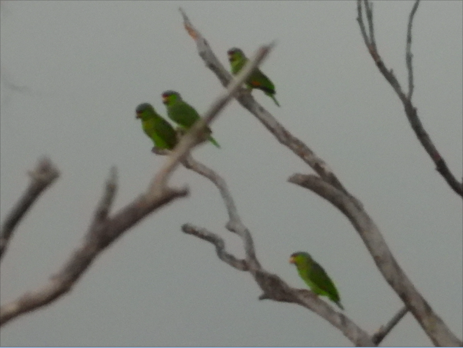 Lilac-crowned Parrot - ML415296321