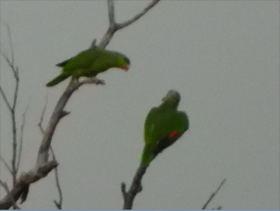 Lilac-crowned Parrot - ML415296341