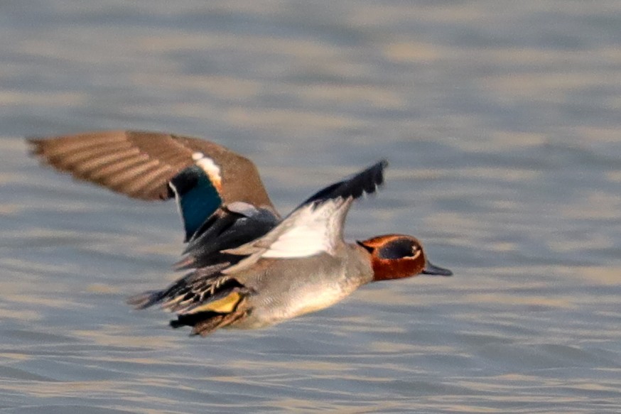 Green-winged Teal - ML415296961