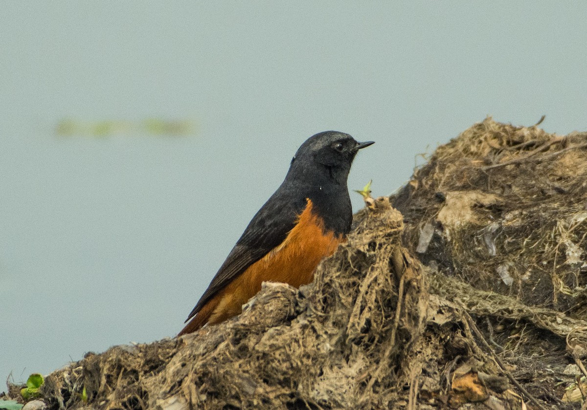 Black Redstart - ML415297491