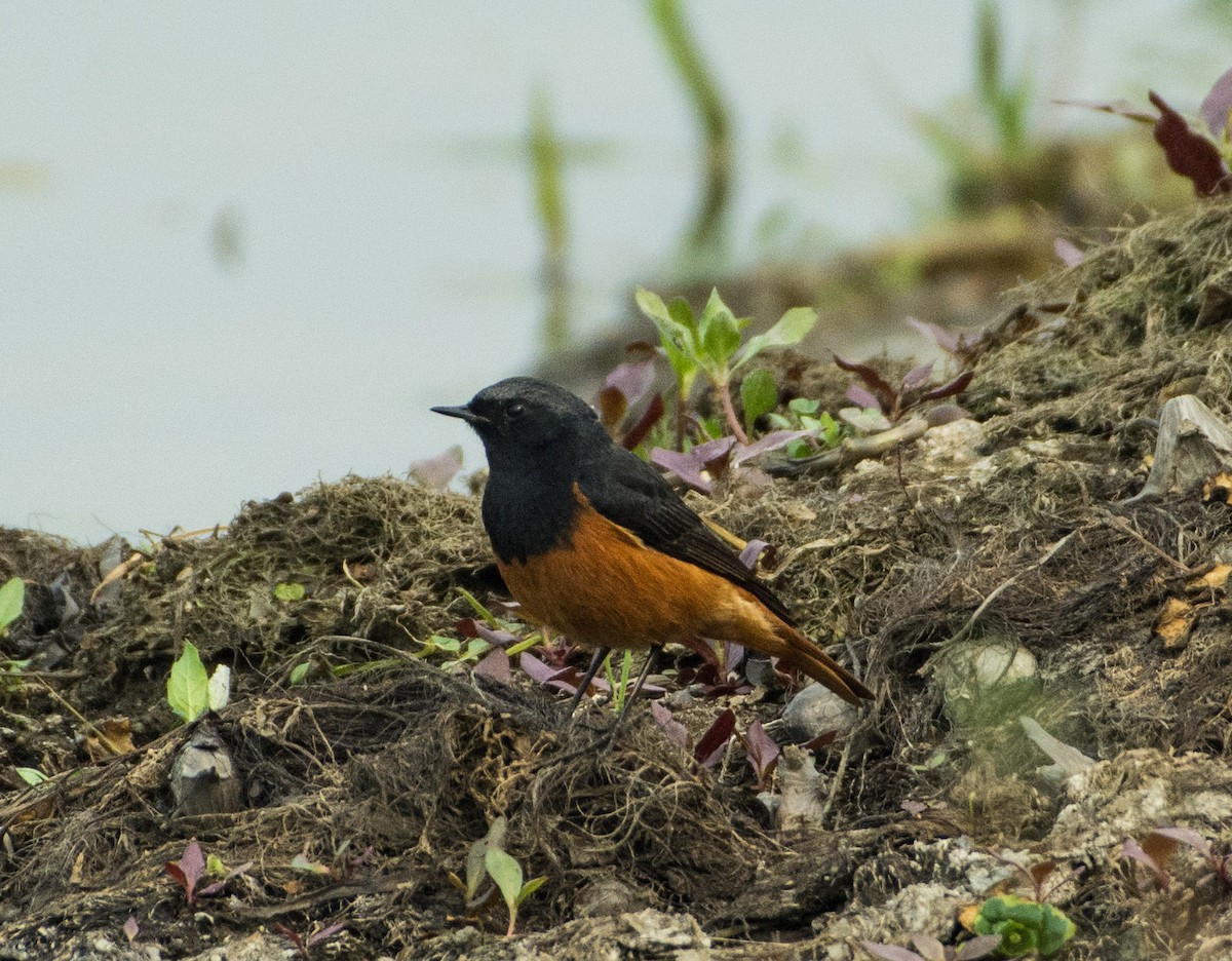 Black Redstart - ML415297561