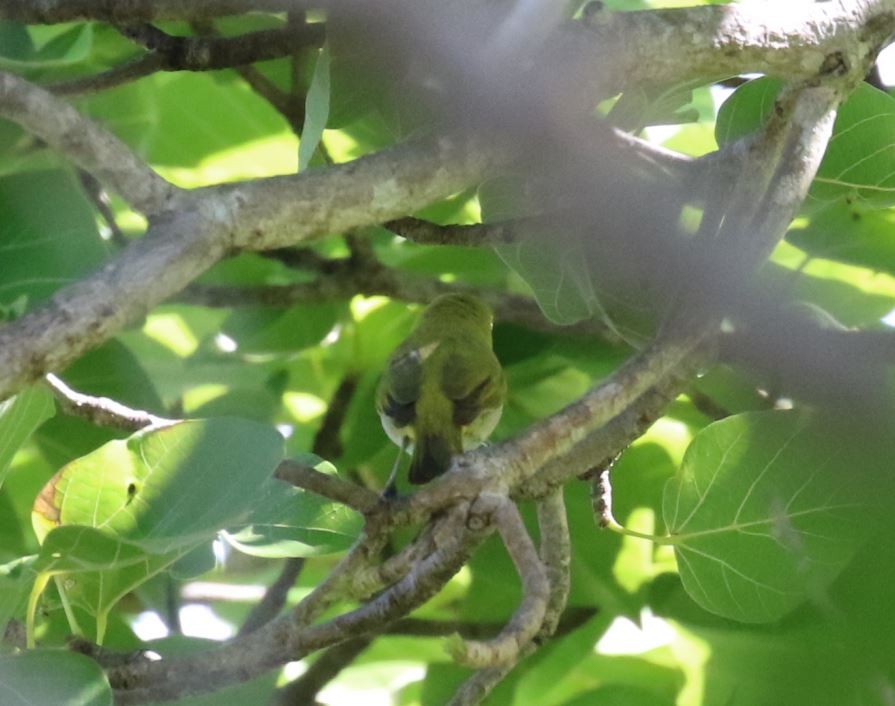 Ashy-bellied White-eye - ML415299731