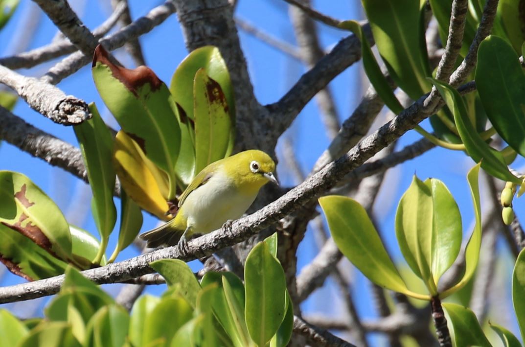 Ashy-bellied White-eye - ML415299741