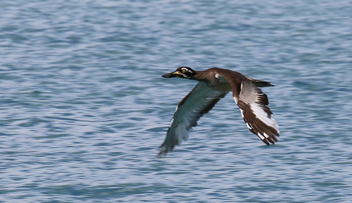 Beach Thick-knee - ML415300051