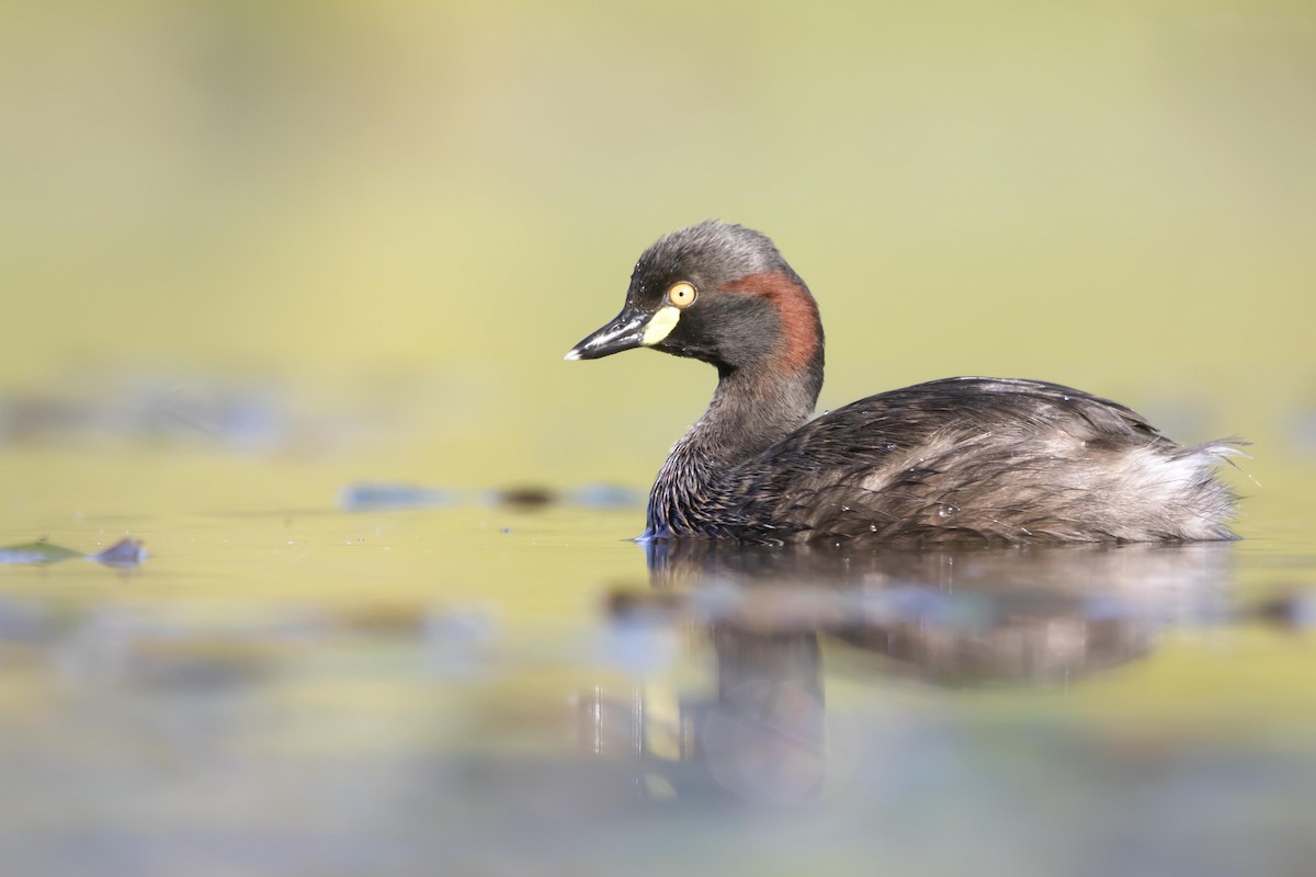 Australasian Grebe - ML415300691