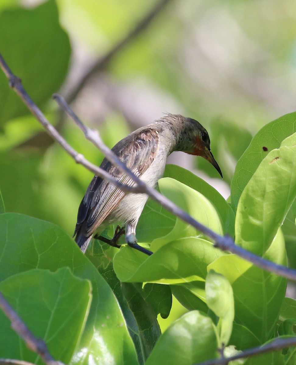 Red-headed Myzomela - ML415301011