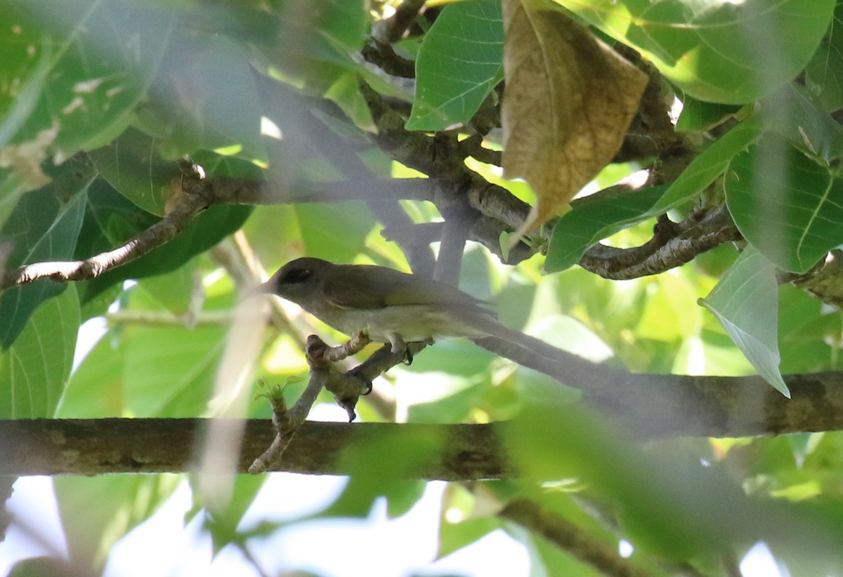 Brown Honeyeater - ML415301671