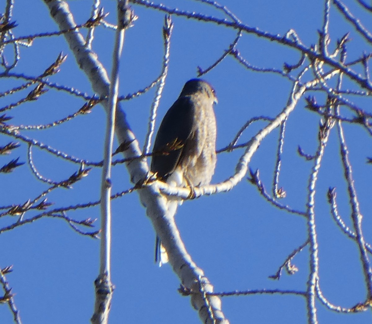 Cooper's Hawk - ML415302081