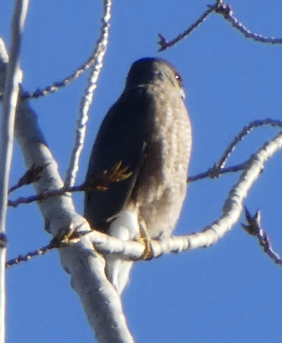 Cooper's Hawk - ML415302121
