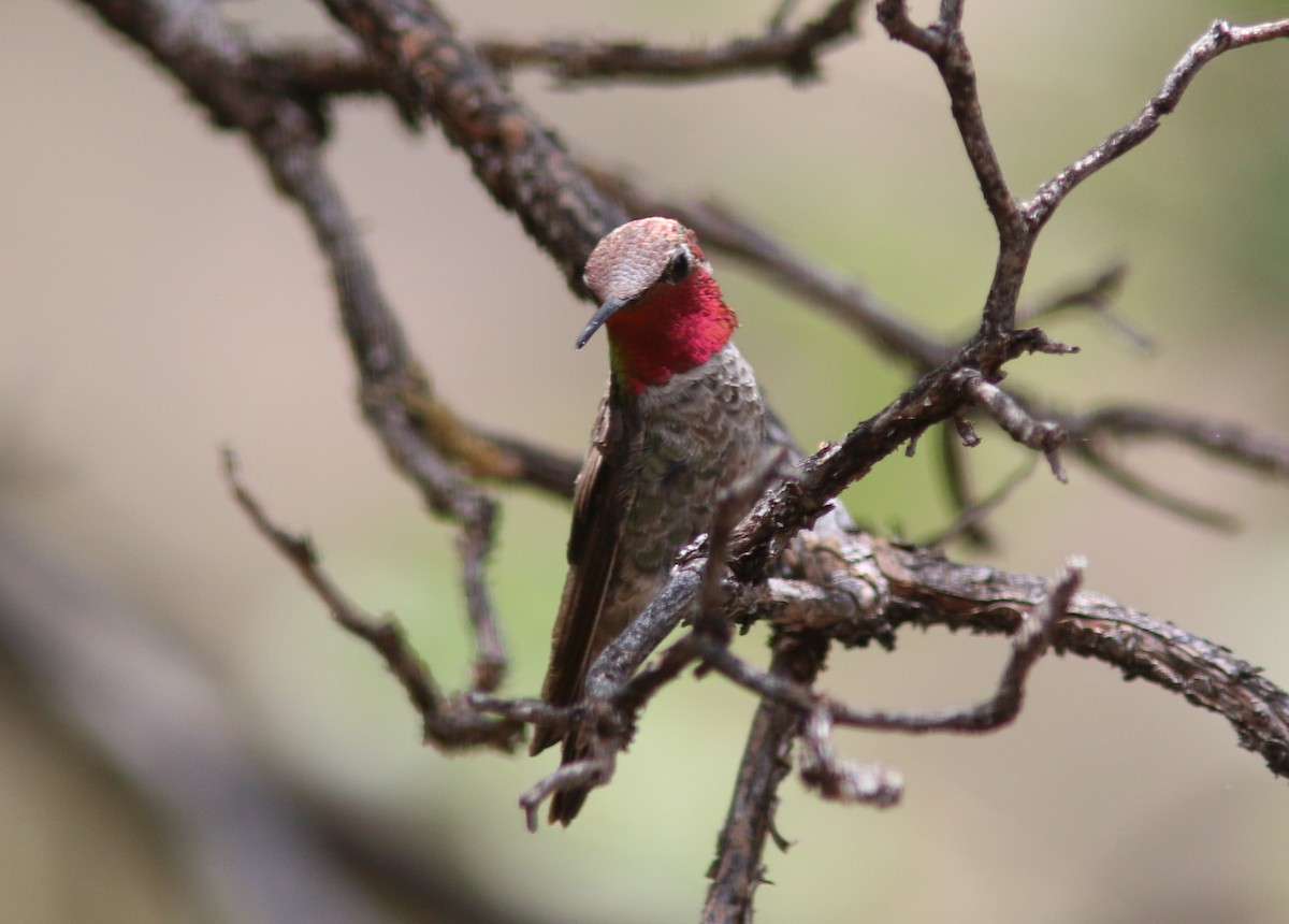 Anna's Hummingbird - Aaron  Brees