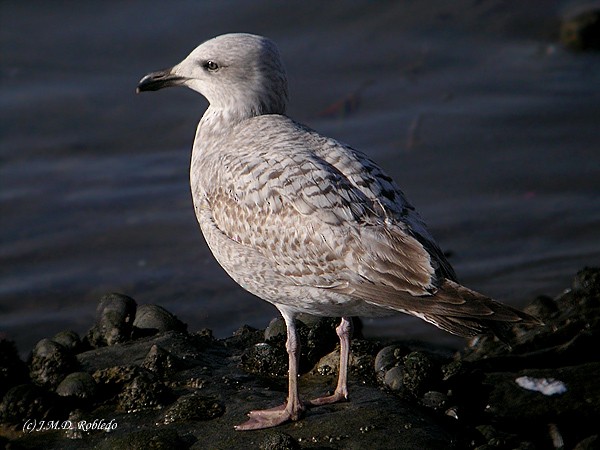 Herring Gull (European) - Juan María Domínguez Robledo