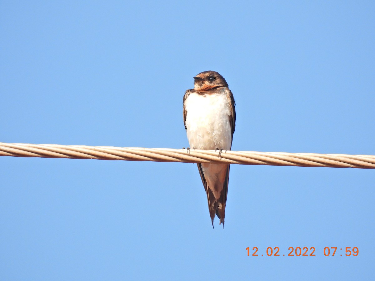 Barn Swallow - ML415306291