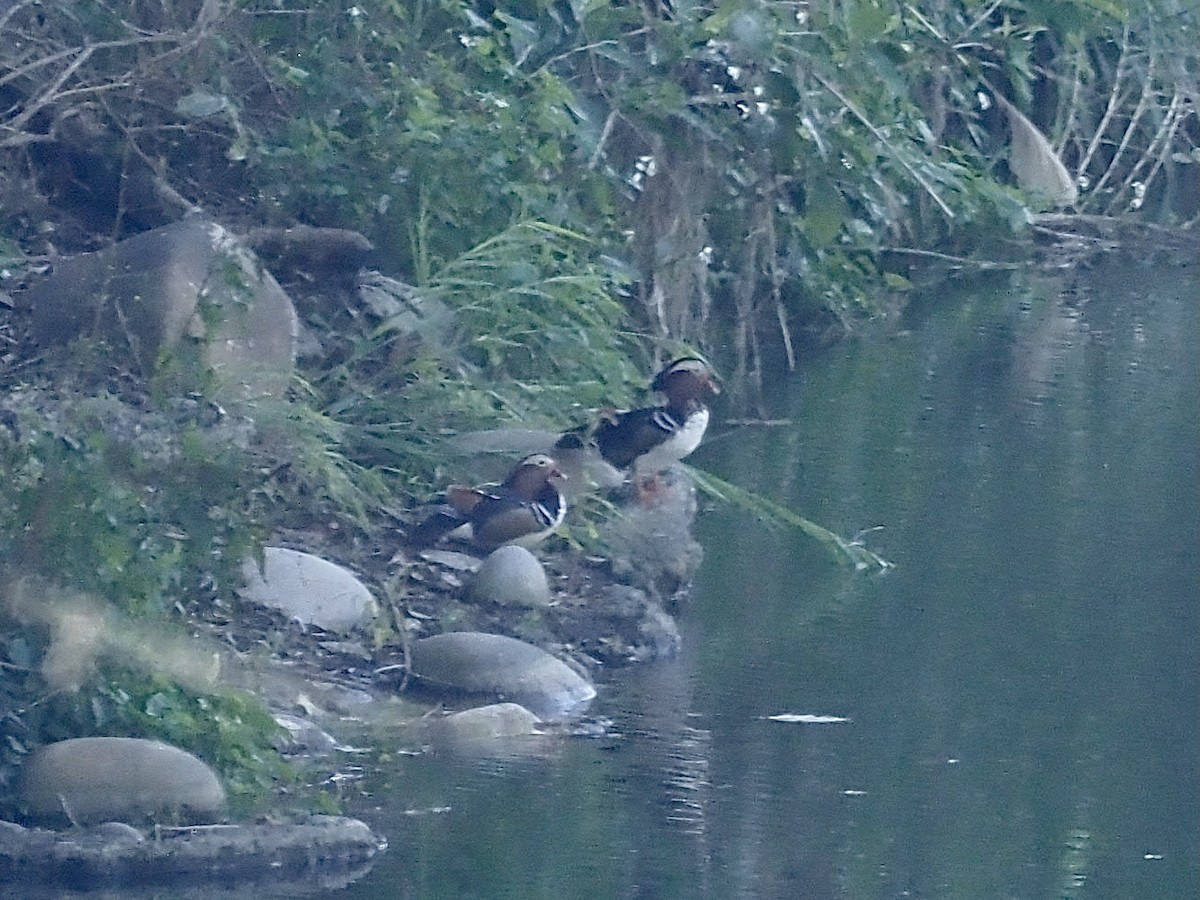 Mandarin Duck - ML415307061