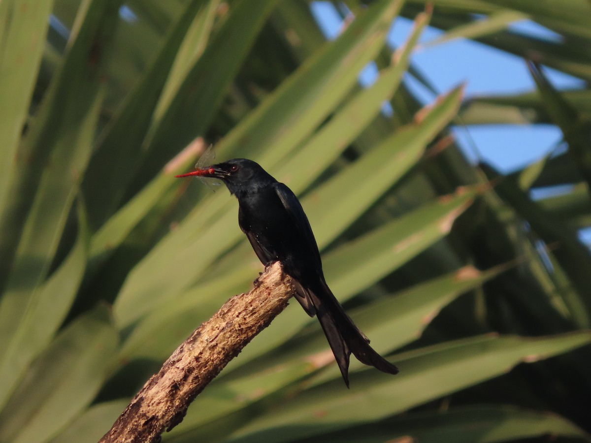 Black Drongo - ML415307461