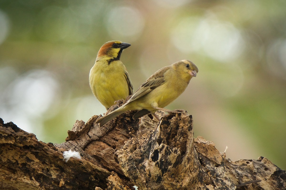 Plain-backed Sparrow - ML415308901