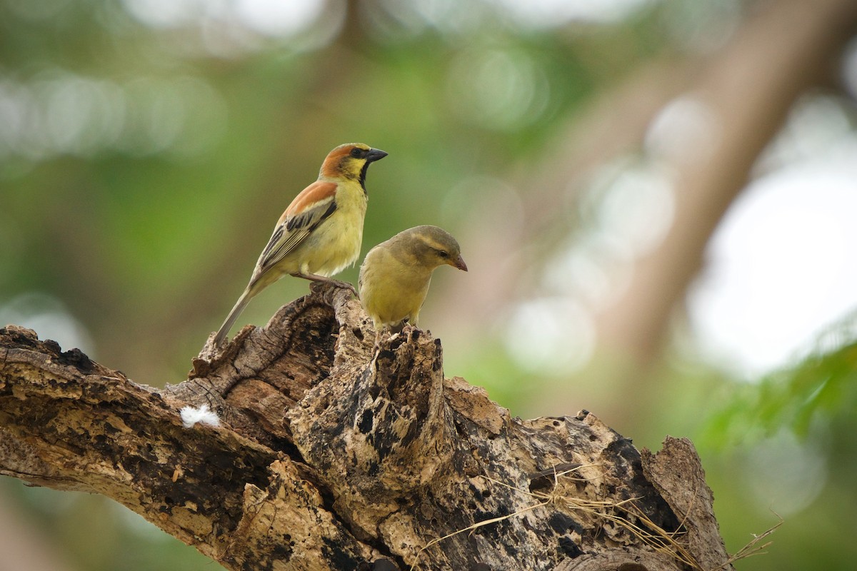 Plain-backed Sparrow - ML415308911