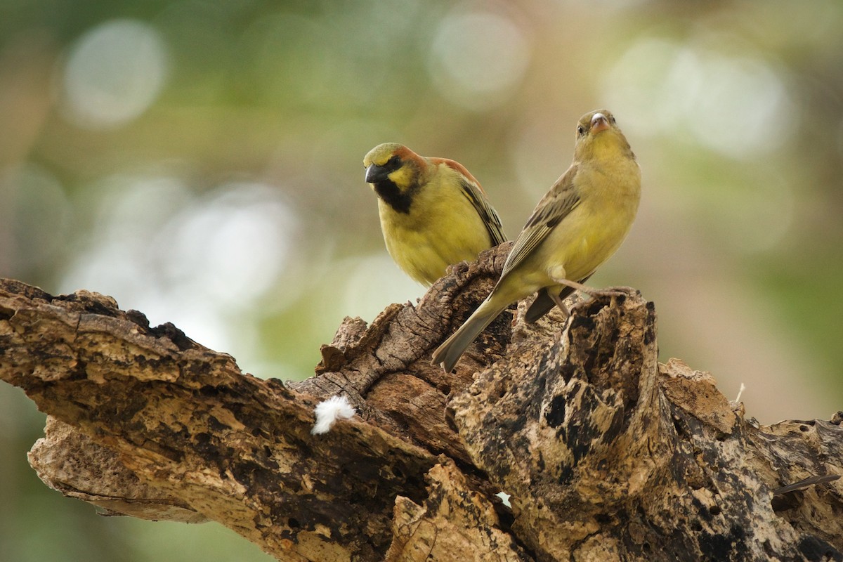 Plain-backed Sparrow - Sam Hambly