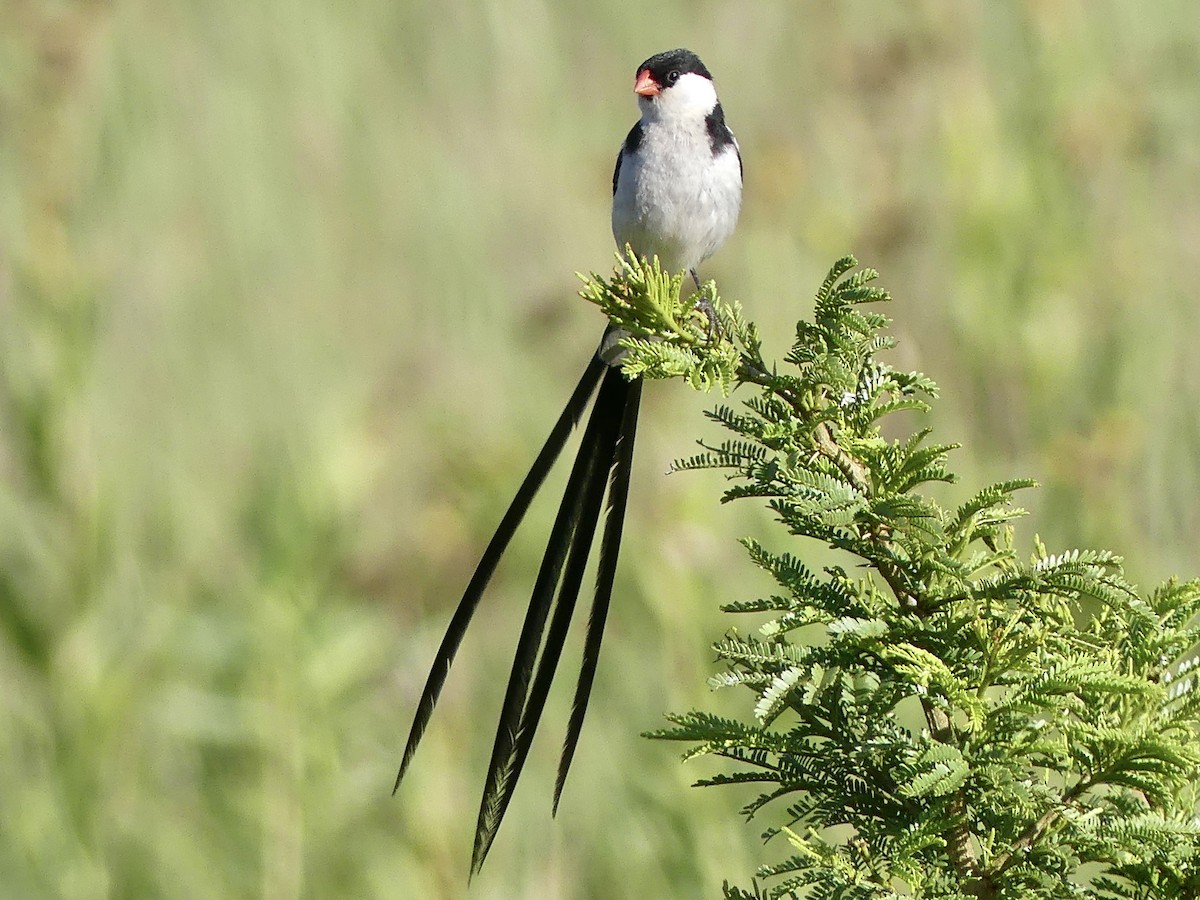 Pin-tailed Whydah - ML415313311