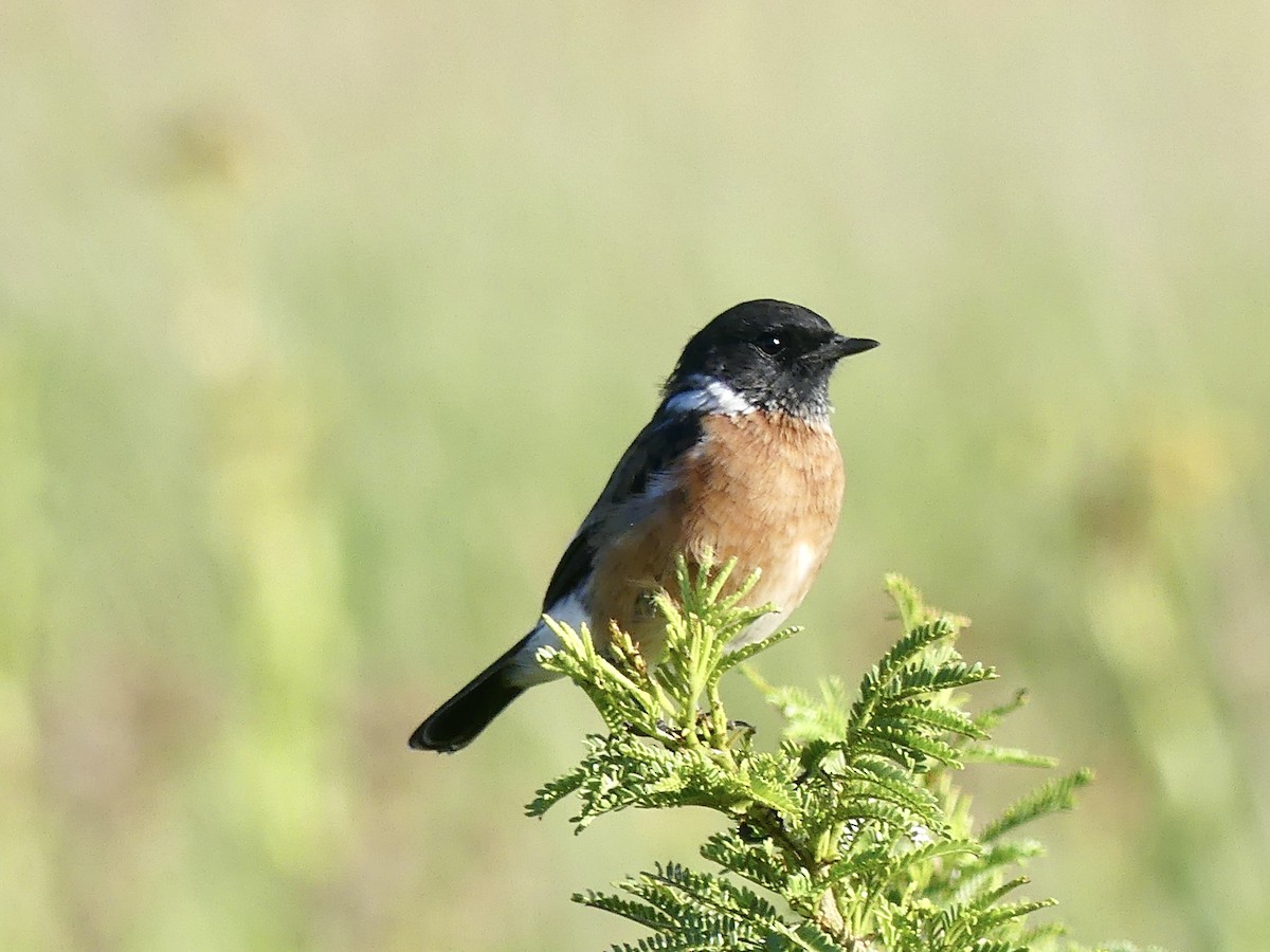 African Stonechat - ML415313351