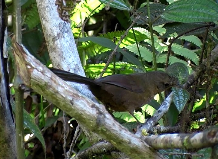 Slaty Bristlefront - ML415313481