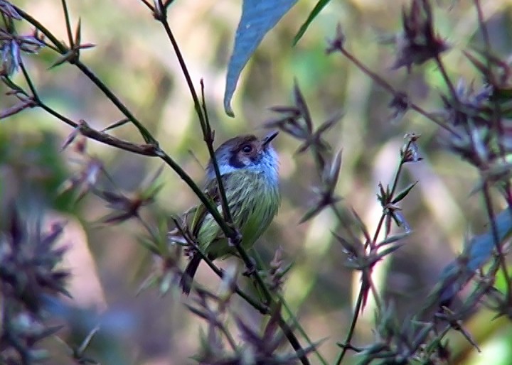 Eared Pygmy-Tyrant - ML415313901