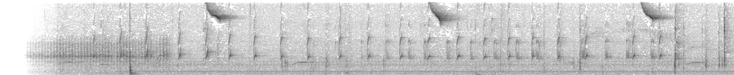 Microtyran oreillard - ML415313911