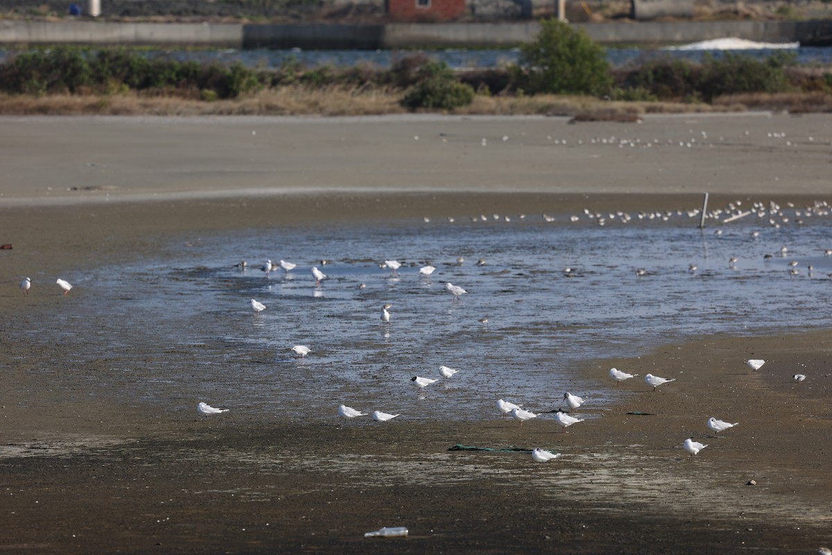 Saunders's Gull - ML415314311