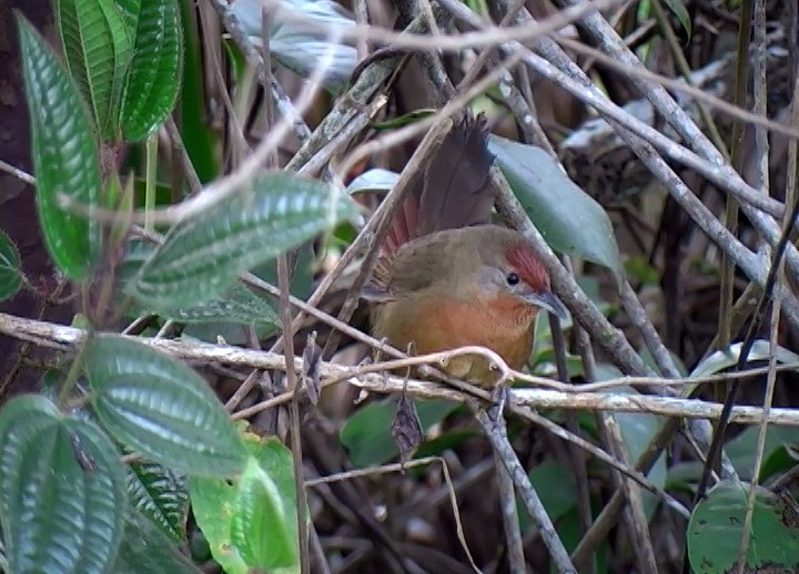 Orange-breasted Thornbird - ML415315161