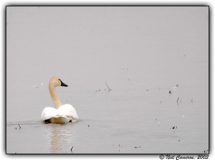 Tundra Swan - Neil Cameron