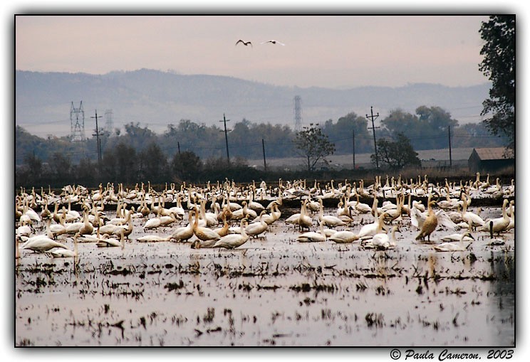 Tundra Swan - ML415315711