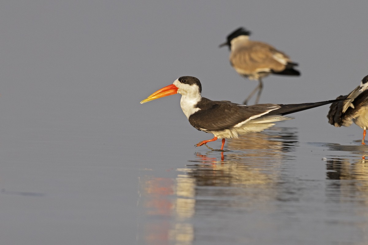 Indian Skimmer - ML415316951