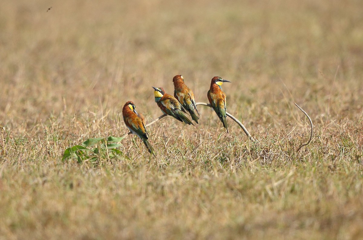 European Bee-eater - ML41531711