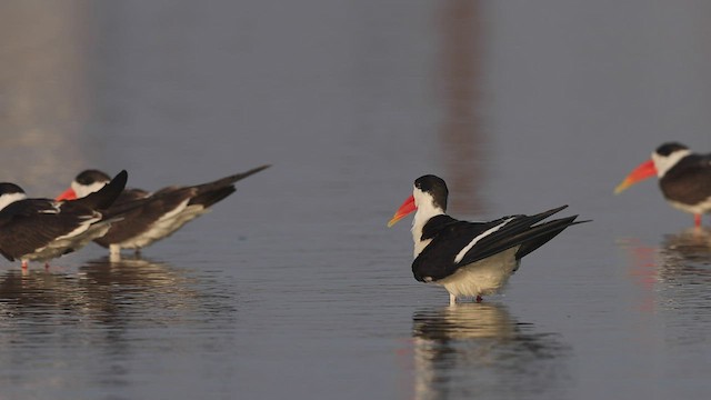 Indian Skimmer - ML415317301