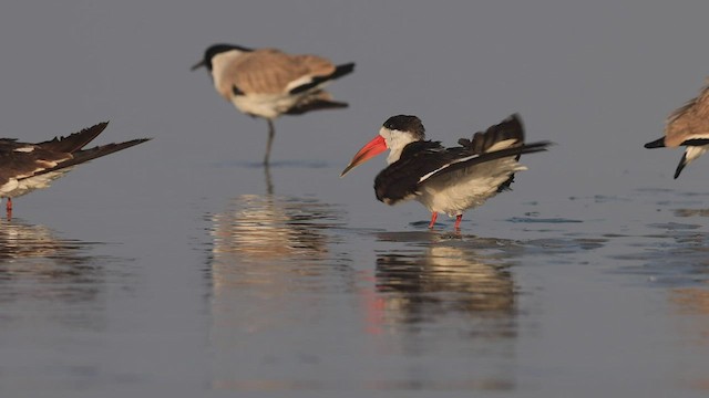 Indian Skimmer - ML415317411