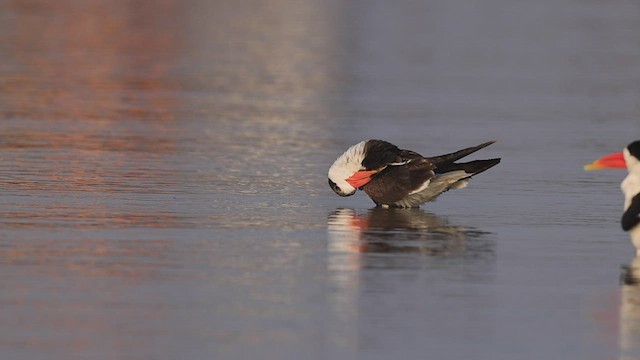 Indian Skimmer - ML415317491