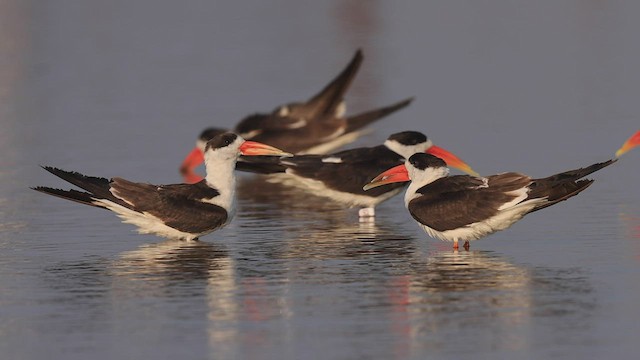 Indian Skimmer - ML415317511