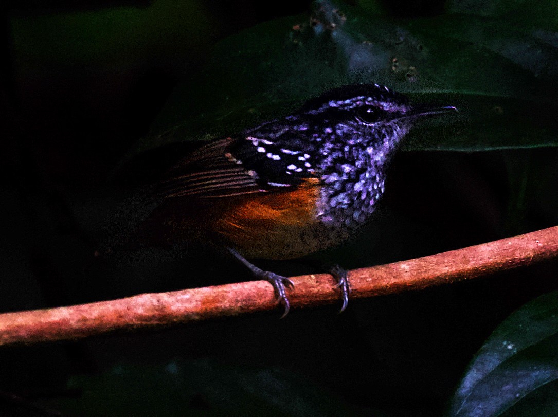 Peruvian Warbling-Antbird - ML415317611