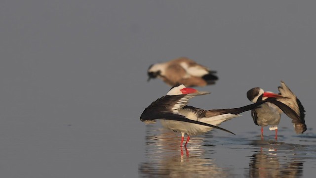 シロエリハサミアジサシ - ML415317631