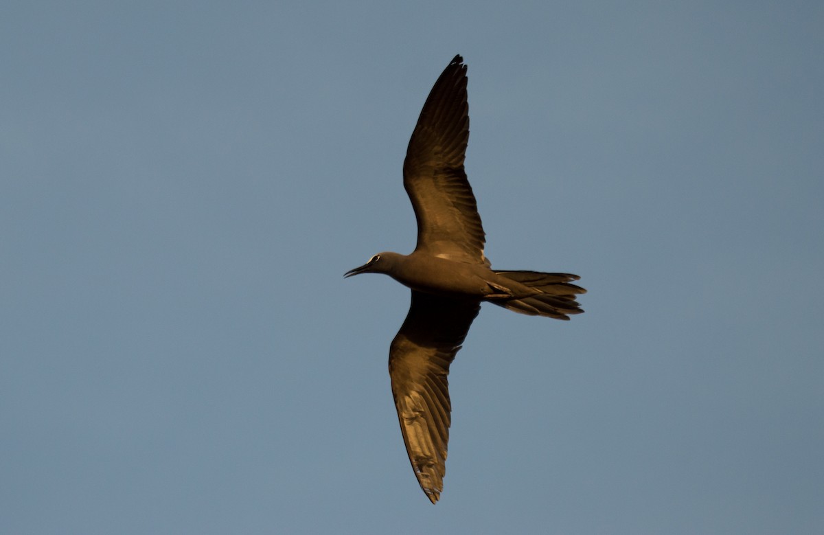 Brown Noddy - ML415317901