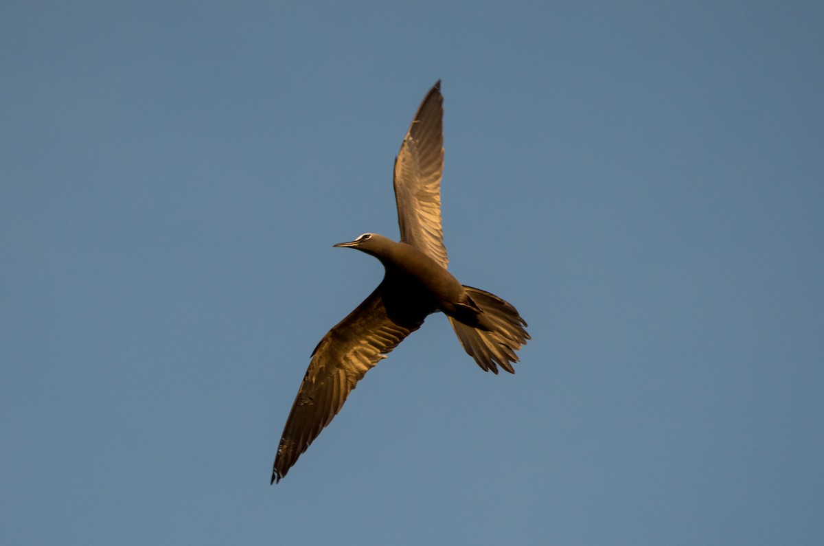 Brown Noddy - ML415317931