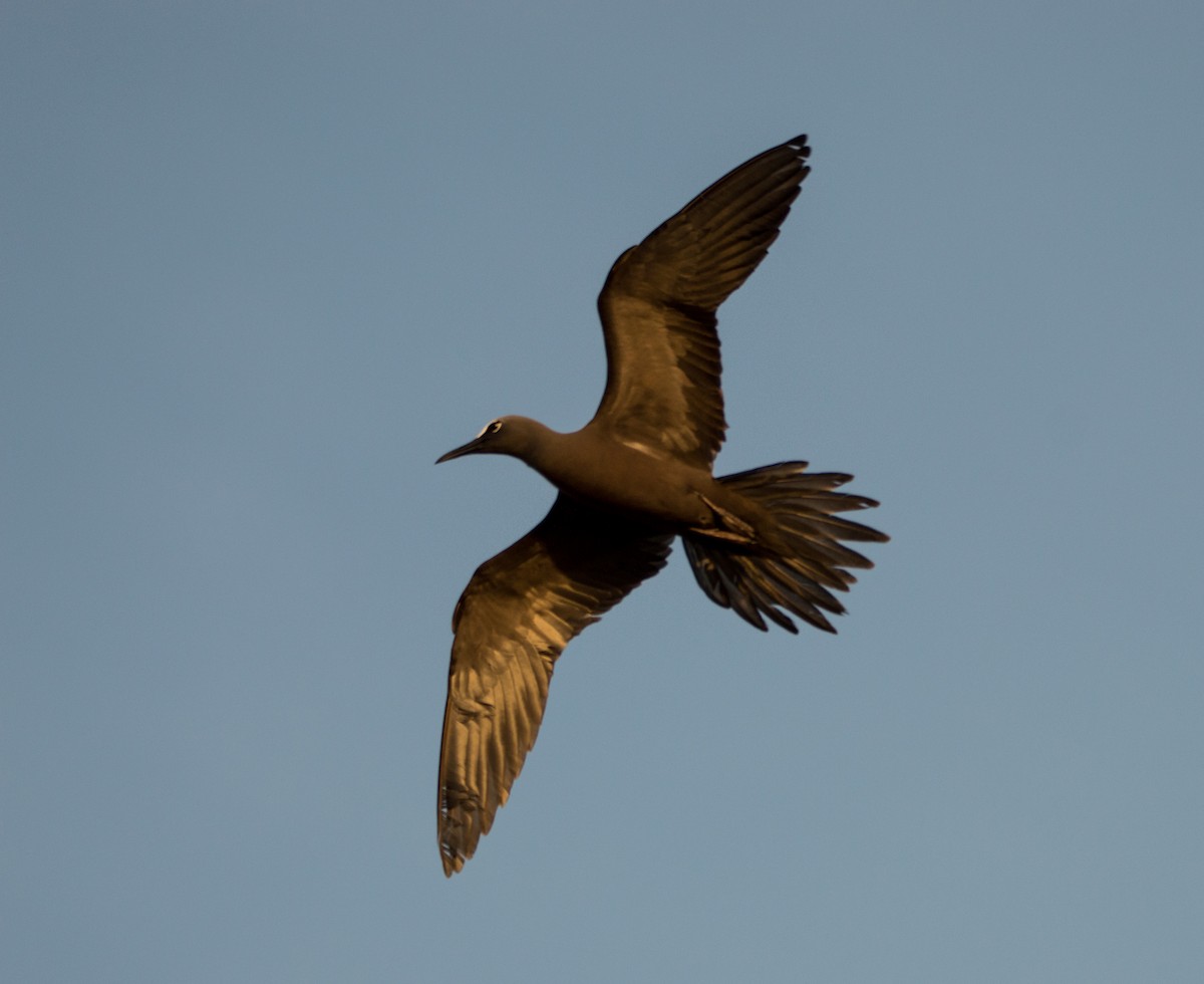 Brown Noddy - ML415317991