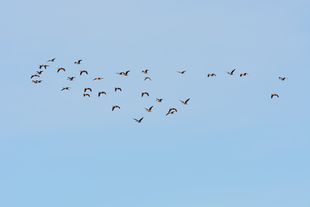 Fulvous Whistling-Duck - ML415318421