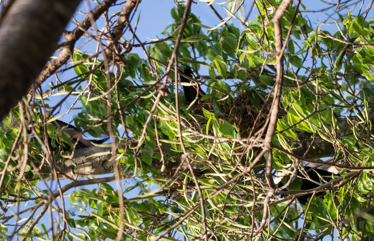 Brown Noddy - ML415318521