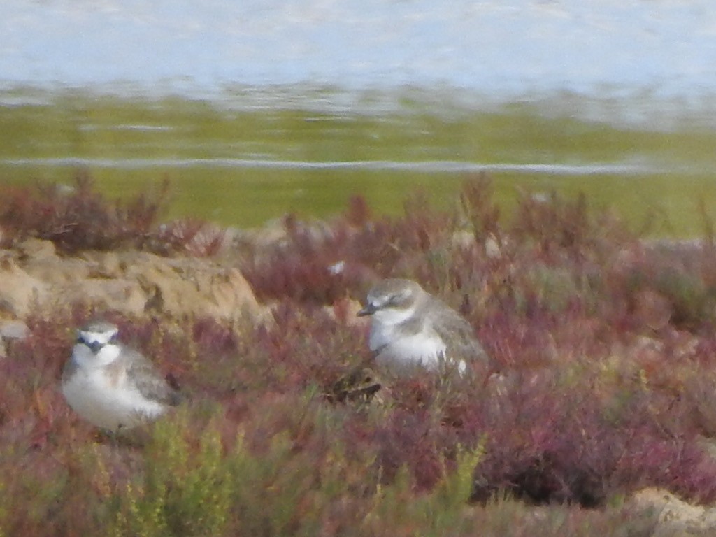 Siberian Sand-Plover - Scott Fox