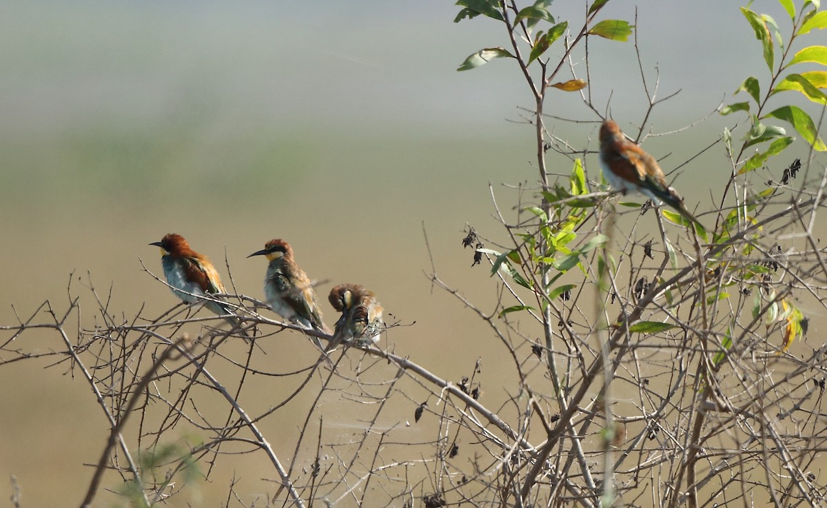 European Bee-eater - ML41531881