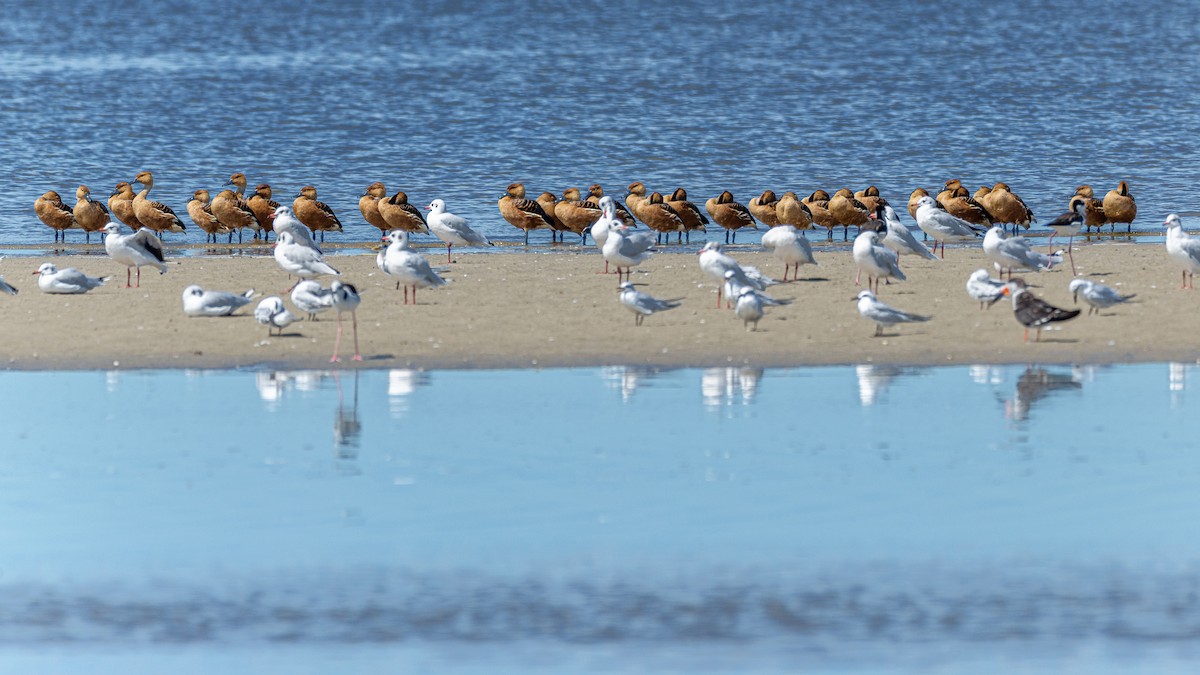 Dendrocygne fauve - ML415318821