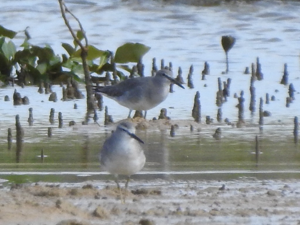 Gray-tailed Tattler - Scott Fox