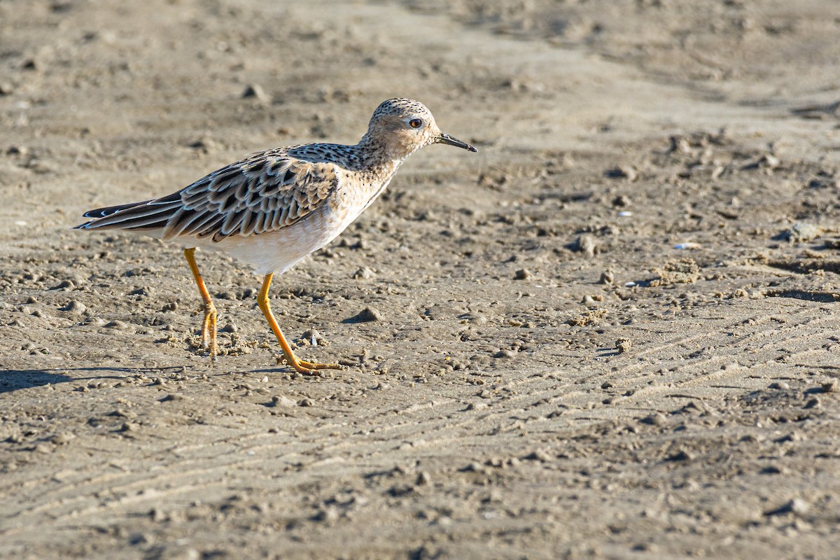 Buff-breasted Sandpiper - ML415318991