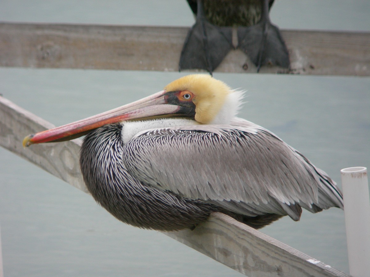 pelikán hnědý - ML41531901