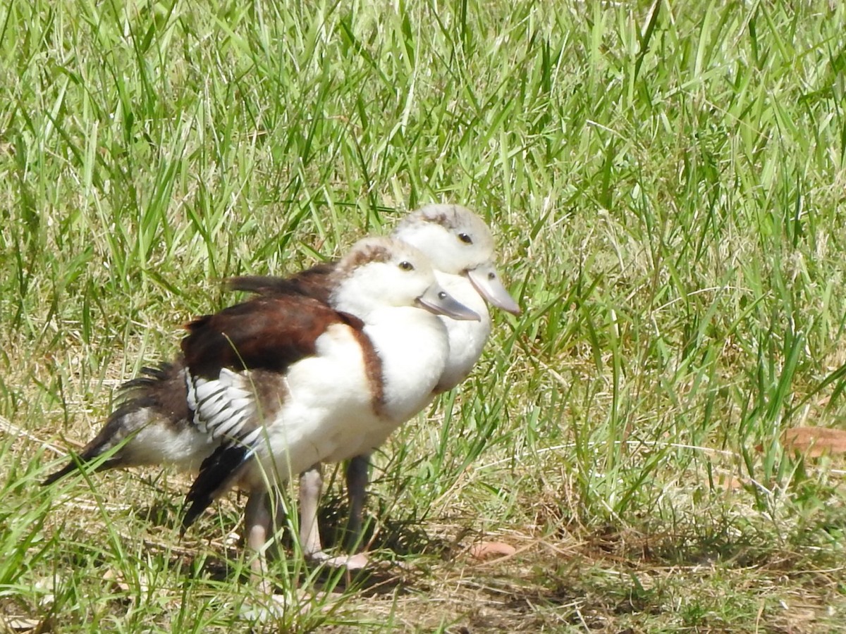 Tadorne radjah - ML415319931